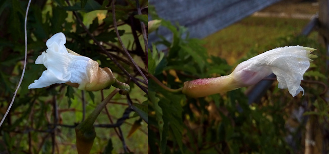 [Two photos spliced together. On the left is a front-side view of a bloom facing left. The white flower petals are still mostly twirled, but they are out of the pinkish-green base. On the right is a side view of a bloom facing the right. The entire green and purple flower bud cyliner is visible and the white petals have pushed their way out of the end of it. The petal length is slighly longer than the tube and gives the impression of a parasol starting to open or a full skirt being twirled.]